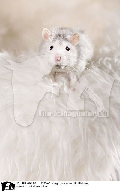 fancy rat at sheepskin / RR-69179