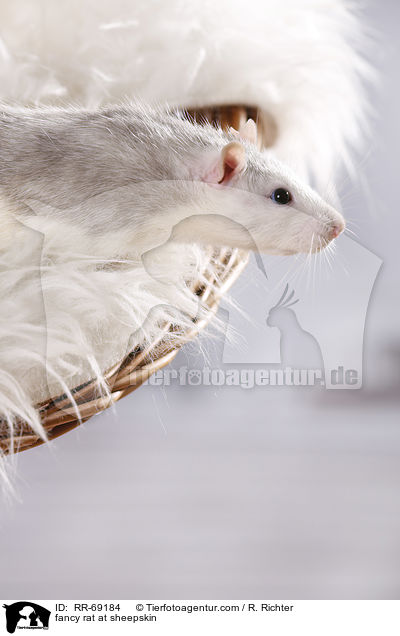 Farbratte auf Schaffell / fancy rat at sheepskin / RR-69184