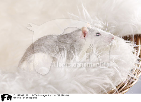 Farbratte auf Schaffell / fancy rat at sheepskin / RR-69188