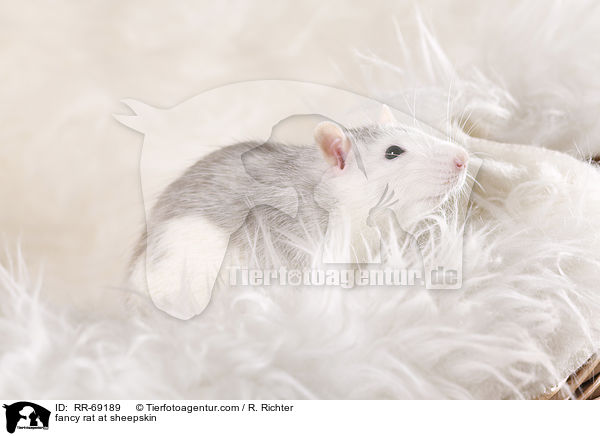 Farbratte auf Schaffell / fancy rat at sheepskin / RR-69189