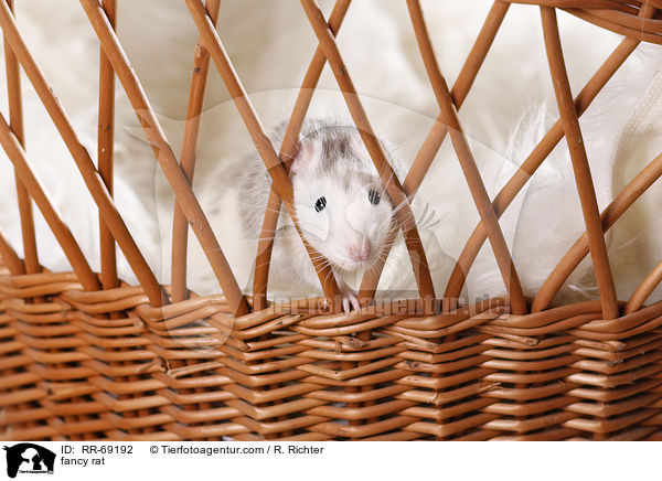 Farbratte / fancy rat / RR-69192