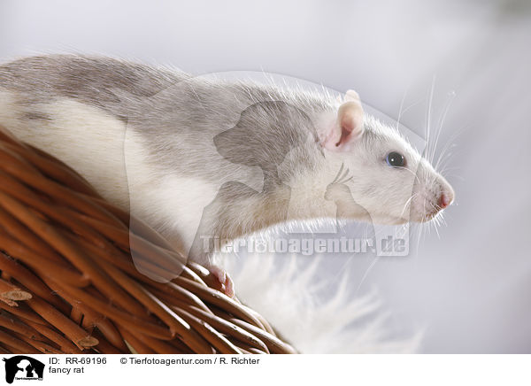 Farbratte / fancy rat / RR-69196