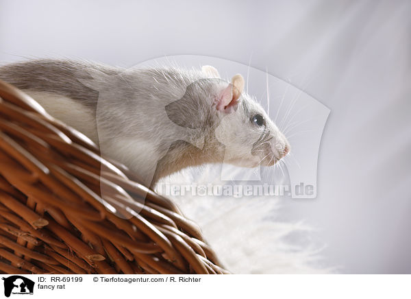 Farbratte / fancy rat / RR-69199