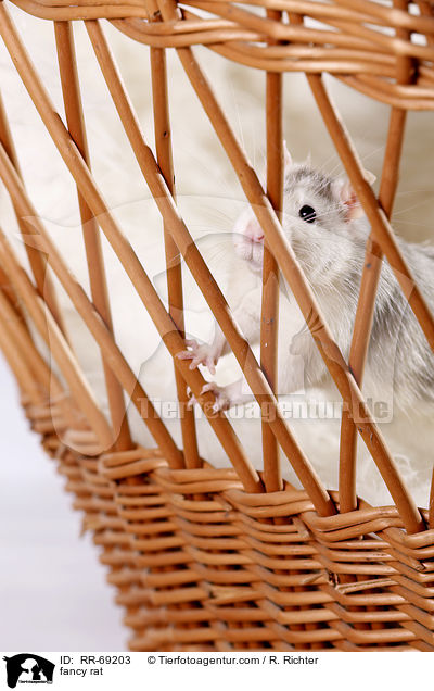 Farbratte / fancy rat / RR-69203