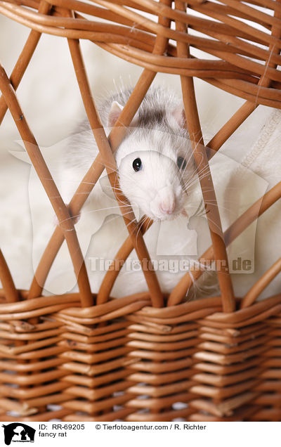 Farbratte / fancy rat / RR-69205