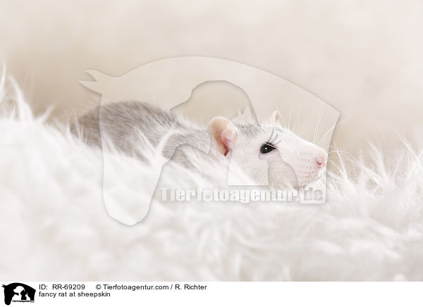 Farbratte auf Schaffell / fancy rat at sheepskin / RR-69209