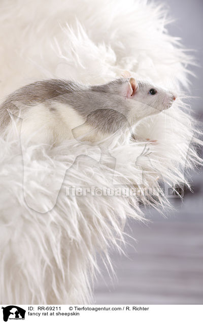 Farbratte auf Schaffell / fancy rat at sheepskin / RR-69211