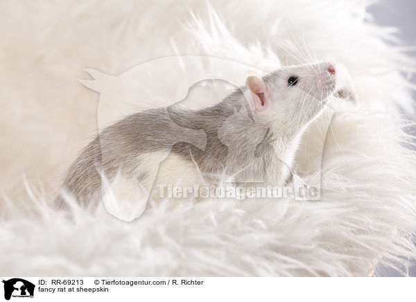 Farbratte auf Schaffell / fancy rat at sheepskin / RR-69213