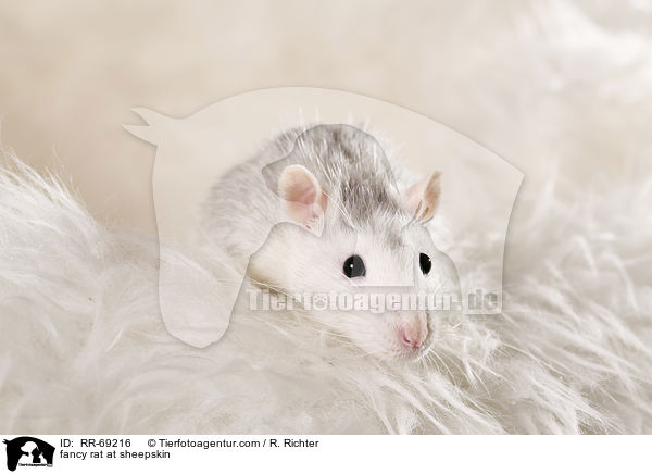 Farbratte auf Schaffell / fancy rat at sheepskin / RR-69216