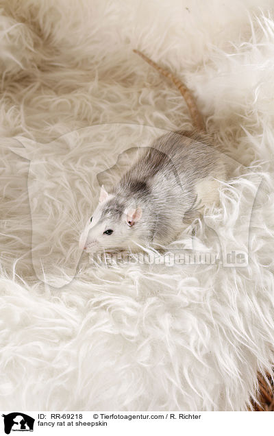 Farbratte auf Schaffell / fancy rat at sheepskin / RR-69218