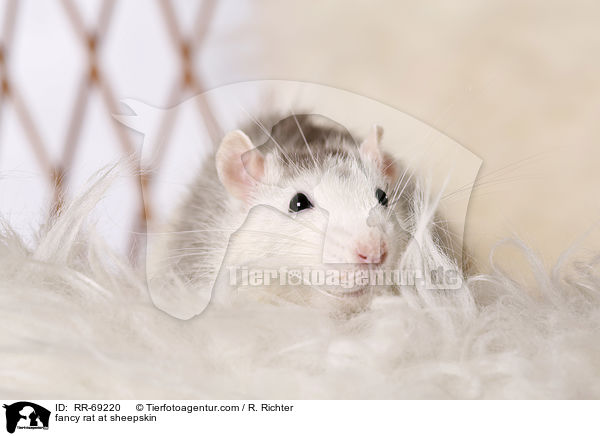 Farbratte auf Schaffell / fancy rat at sheepskin / RR-69220