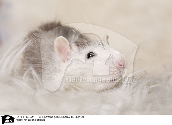 Farbratte auf Schaffell / fancy rat at sheepskin / RR-69221