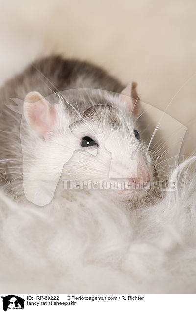 Farbratte auf Schaffell / fancy rat at sheepskin / RR-69222