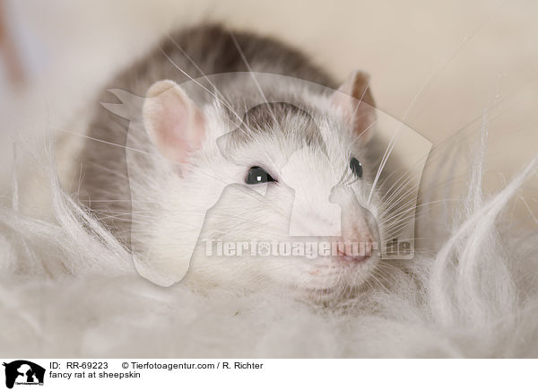 Farbratte auf Schaffell / fancy rat at sheepskin / RR-69223