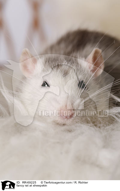 Farbratte auf Schaffell / fancy rat at sheepskin / RR-69225