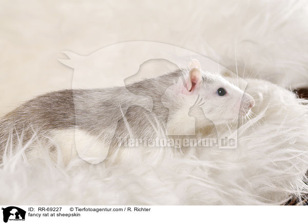 Farbratte auf Schaffell / fancy rat at sheepskin / RR-69227