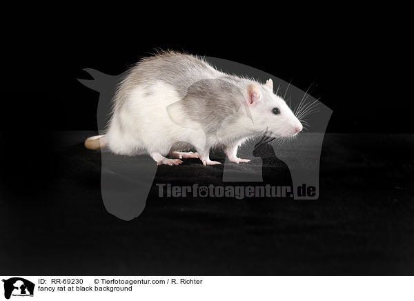 Farbratte auf schwarzem Hintergrund / fancy rat at black background / RR-69230