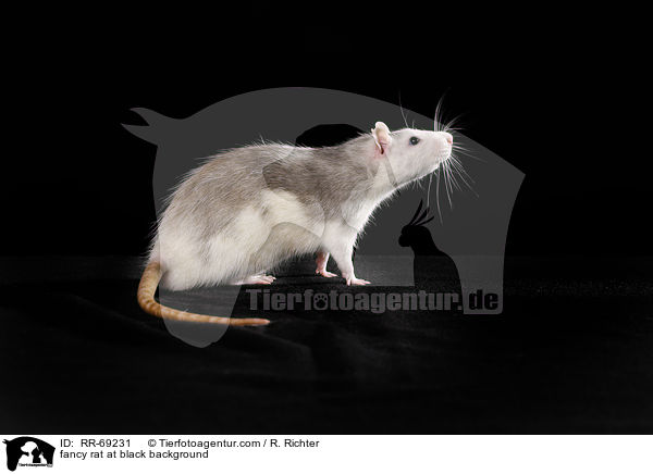 Farbratte auf schwarzem Hintergrund / fancy rat at black background / RR-69231