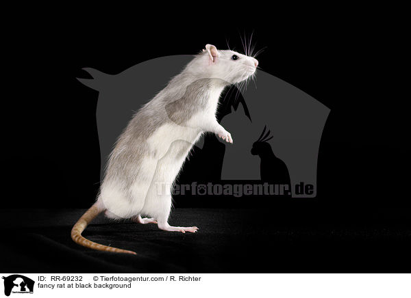 Farbratte auf schwarzem Hintergrund / fancy rat at black background / RR-69232