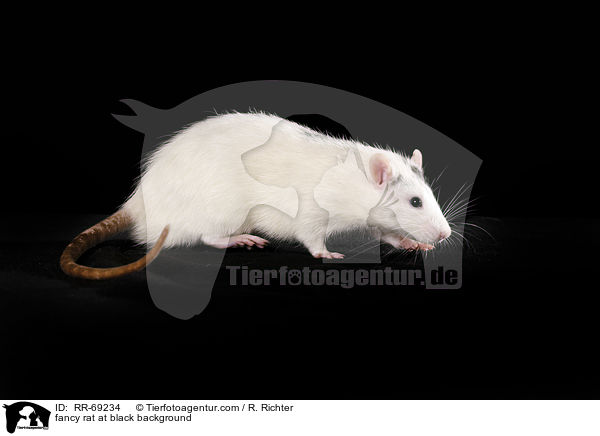 Farbratte auf schwarzem Hintergrund / fancy rat at black background / RR-69234