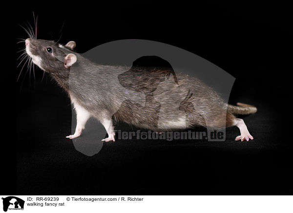 walking fancy rat / RR-69239