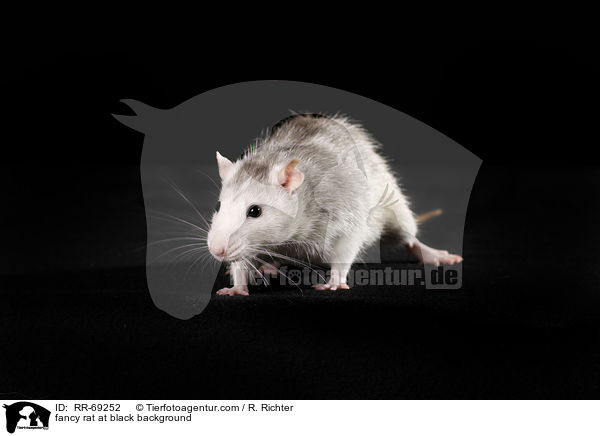 Farbratte auf schwarzem Hintergrund / fancy rat at black background / RR-69252