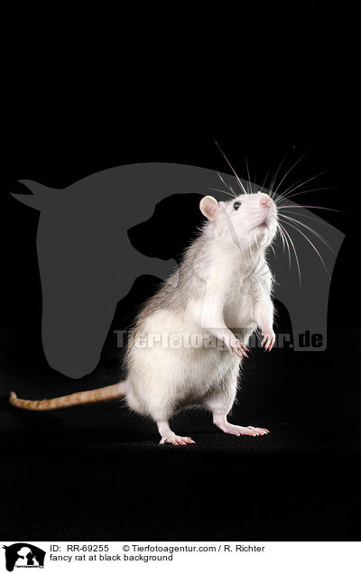 Farbratte auf schwarzem Hintergrund / fancy rat at black background / RR-69255