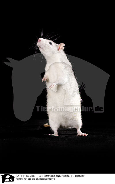 Farbratte auf schwarzem Hintergrund / fancy rat at black background / RR-69256