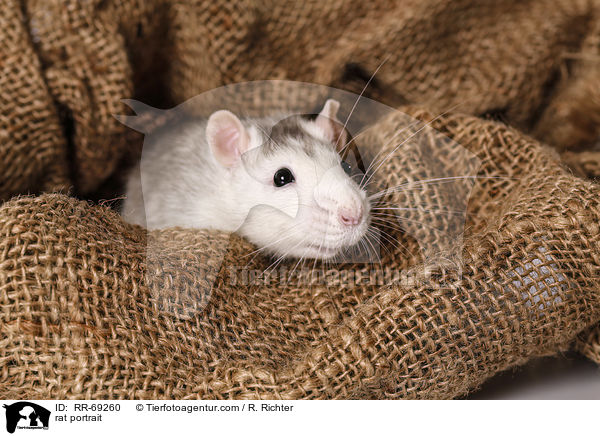 Portrait einer Ratte / rat portrait / RR-69260