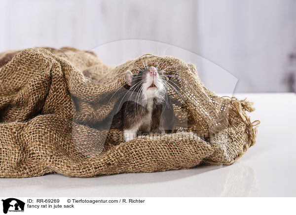 Farbratte im jutesack / fancy rat in jute sack / RR-69269