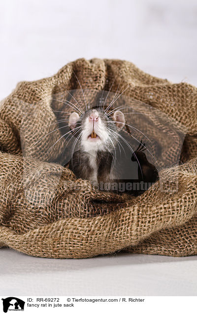 Farbratte im jutesack / fancy rat in jute sack / RR-69272