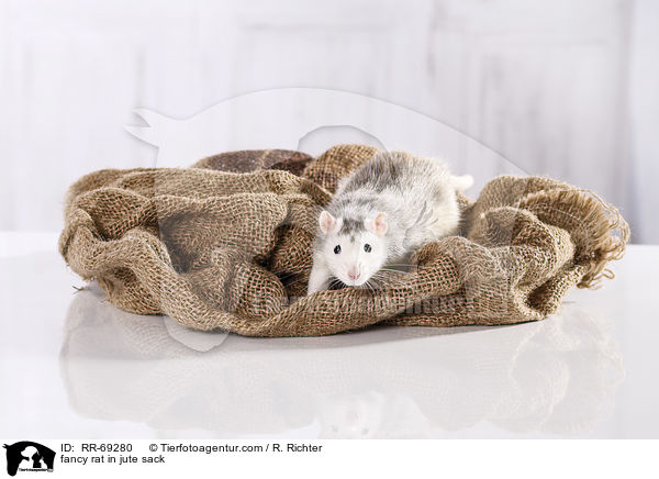 Farbratte im jutesack / fancy rat in jute sack / RR-69280