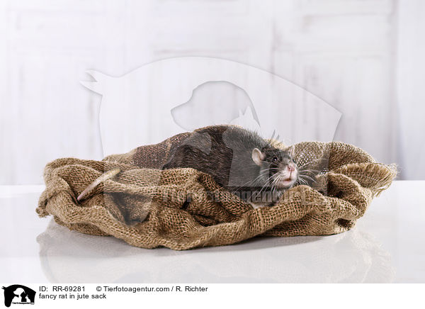 Farbratte im jutesack / fancy rat in jute sack / RR-69281