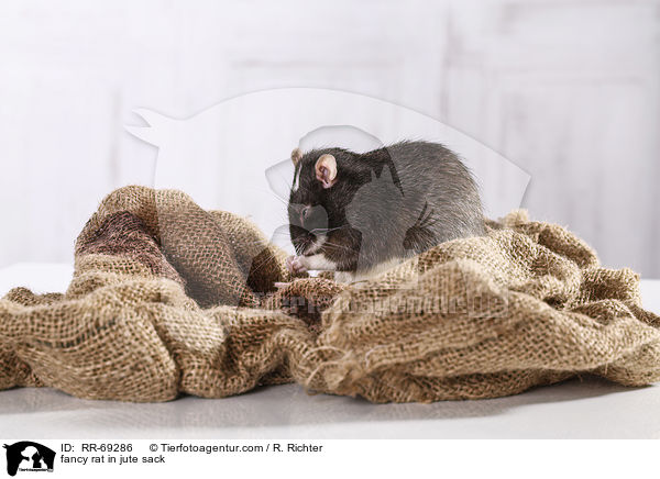 Farbratte im jutesack / fancy rat in jute sack / RR-69286