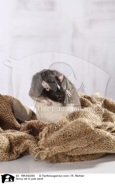 Farbratte im jutesack / fancy rat in jute sack / RR-69289