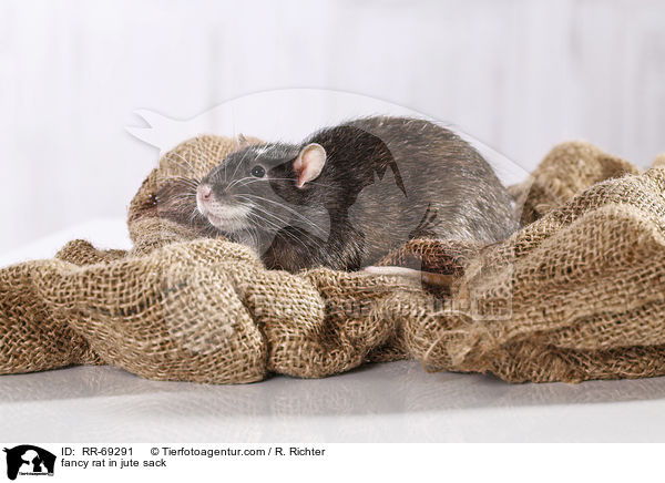 Farbratte im jutesack / fancy rat in jute sack / RR-69291