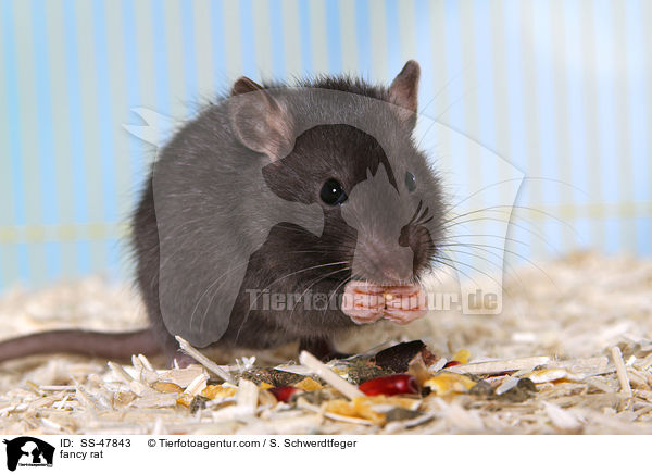 Farbratte / fancy rat / SS-47843