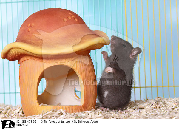 Farbratte / fancy rat / SS-47855