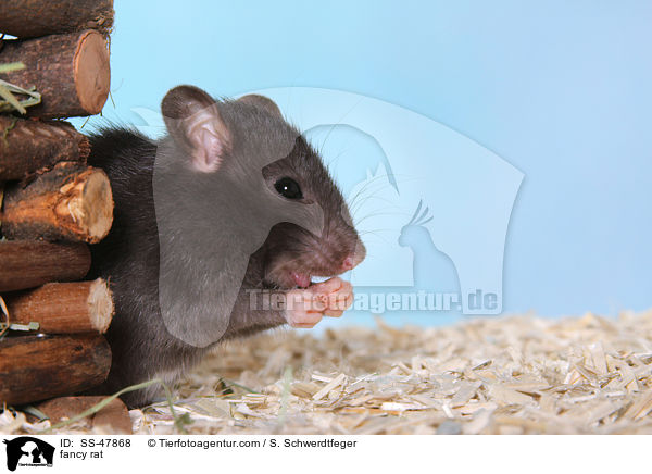 Farbratte / fancy rat / SS-47868