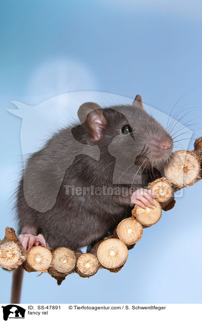 Farbratte / fancy rat / SS-47891