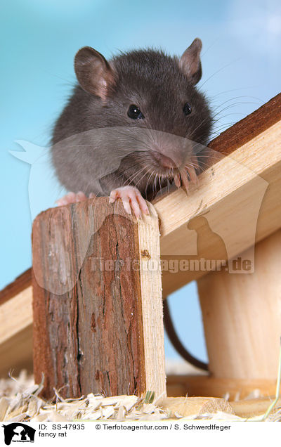 Farbratte / fancy rat / SS-47935