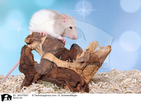 Farbratte / fancy rat / SS-47947