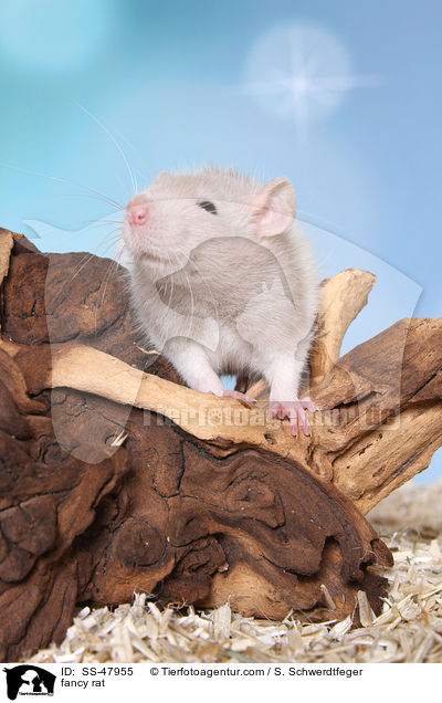 Farbratte / fancy rat / SS-47955