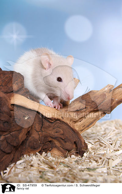 Farbratte / fancy rat / SS-47959