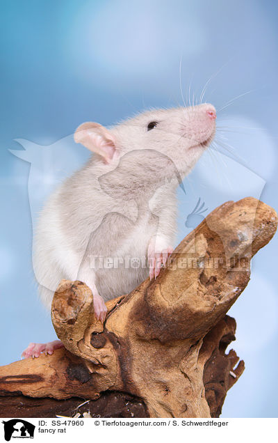 Farbratte / fancy rat / SS-47960