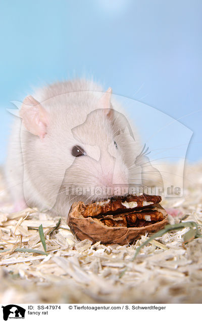 Farbratte / fancy rat / SS-47974