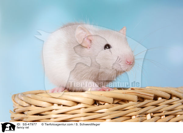 Farbratte / fancy rat / SS-47977