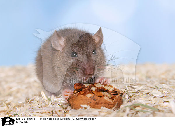 Farbratte / fancy rat / SS-48016