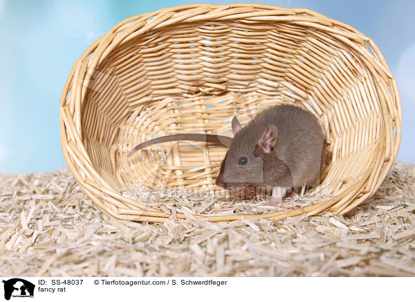 Farbratte / fancy rat / SS-48037