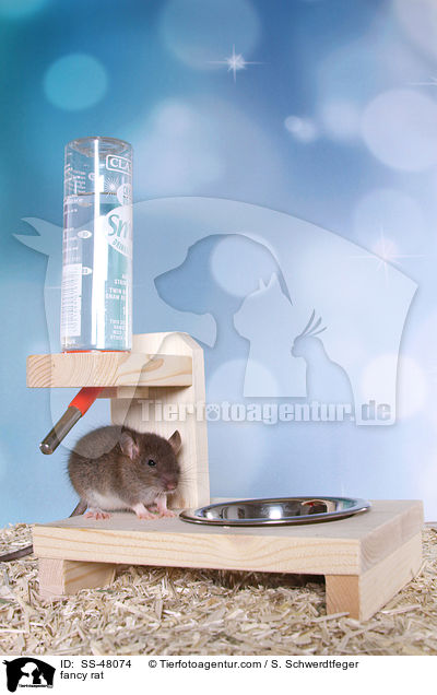 Farbratte / fancy rat / SS-48074